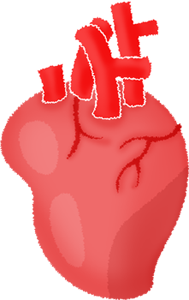 heart-organ